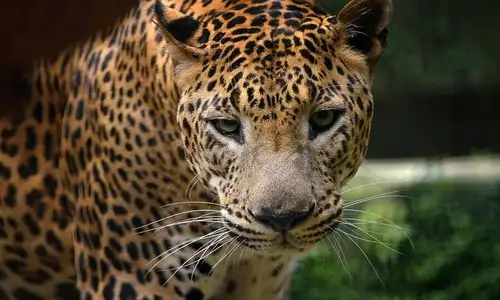 Mengenal Macan Tutul Jawa, Hewan Endemik Indonesia yang Terancam Punah