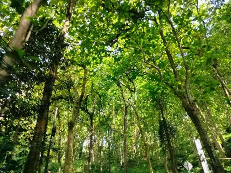 Ekowisata Hutan Tropis Indonesia 2025: Menyelami Alam Sambil Menjaga Kelestarian